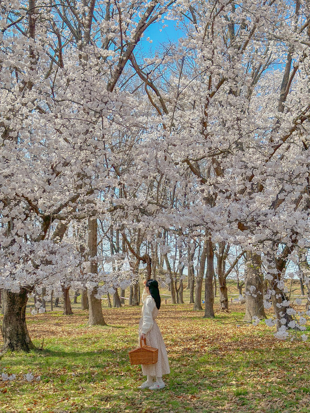 벚꽃 가득 핀 비밀의 숲에서 우리만의 벚꽃 피크닉🌸💖