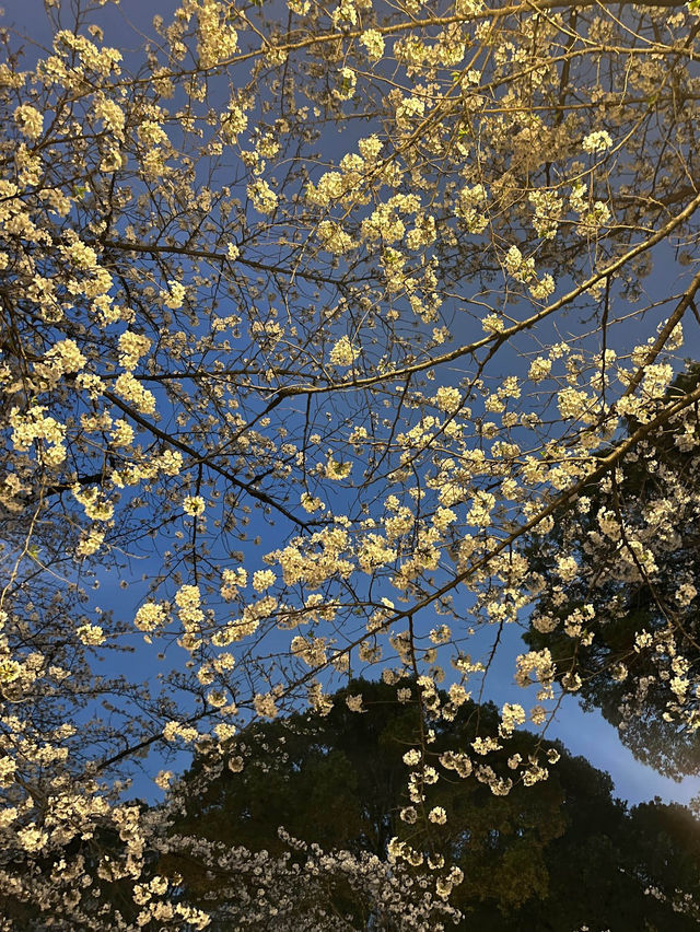 🌸2024【東京】上野恩賜公園：櫻花季，豐富文化體驗