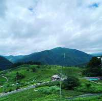 天空の茶畑