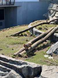 暢遊市區動物園🙉北海道圓山動物園🫶🏻