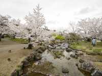 🌸京都圓山公園：櫻花海洋，兼具歷史氣息