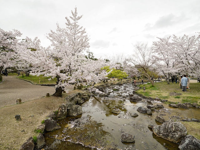 🌸京都圓山公園：櫻花海洋，兼具歷史氣息