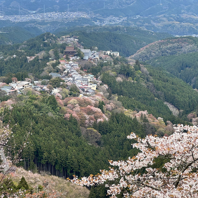 【奈良】必見！感動の千本桜