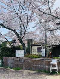 【奈良県】満開の桜と石舞台古墳を堪能！