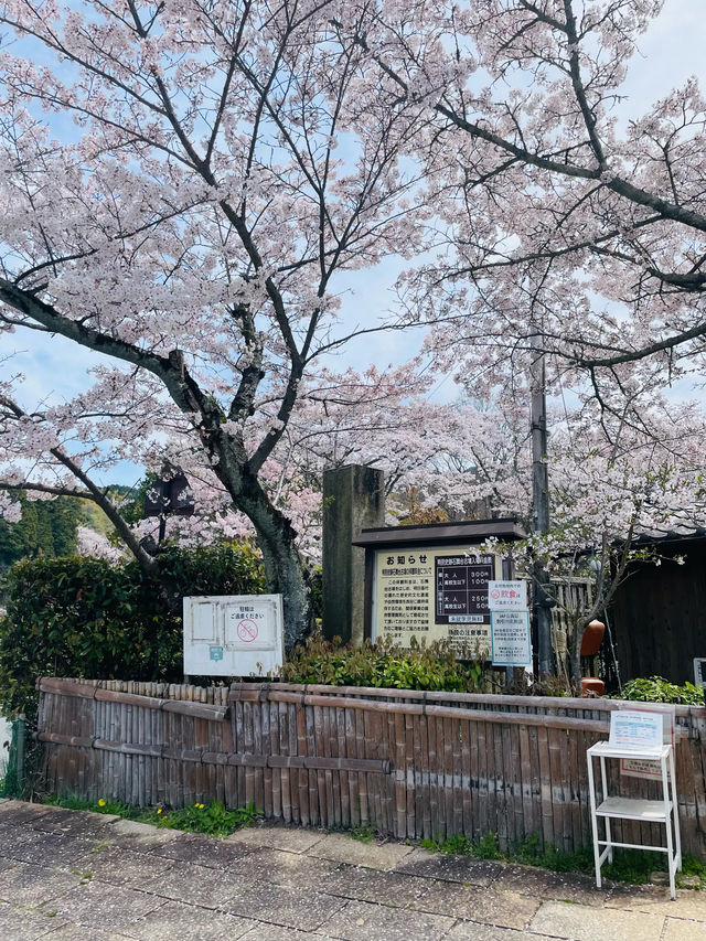 【奈良県】満開の桜と石舞台古墳を堪能！