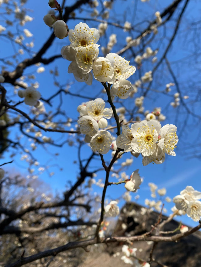 Edo-Tokyo Open Air Architectural Museum