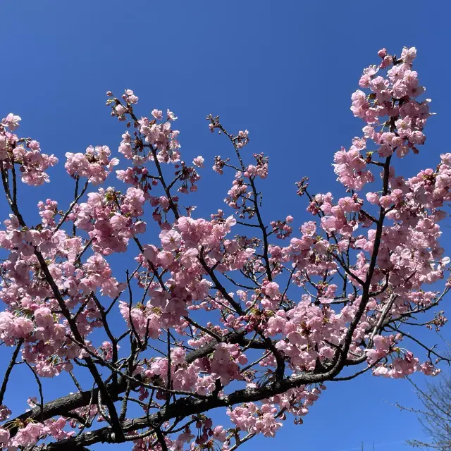 【大阪府】大阪城公園に桜を先取りに行きました