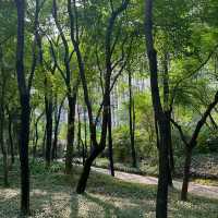 澳門花城公園：花海中的寧靜與美麗 🌺🌳