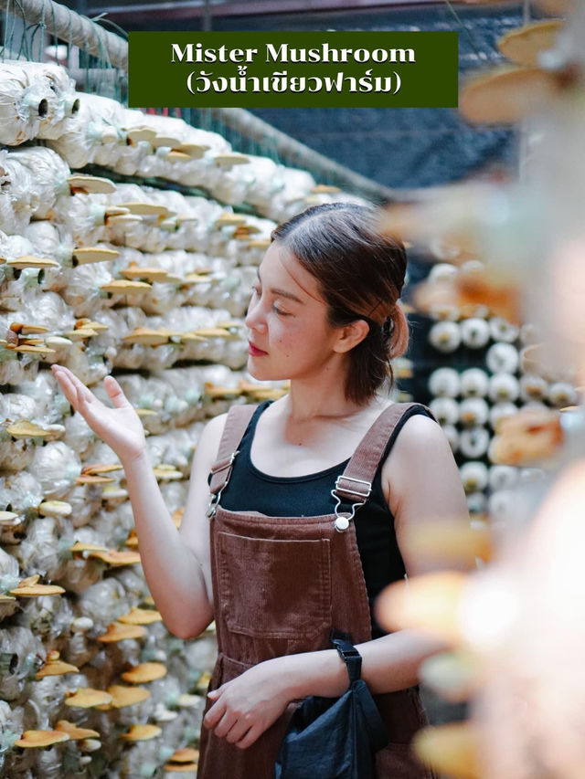 แจกแพลนเที่ยวเขาใหญ่ - วังน้ำเขียว