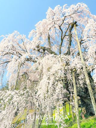 【福島】1000年也太壯觀了吧！此生必看的日本三大櫻
