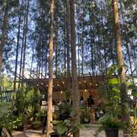 คาเฟ่กลางป่าสน 🌲
