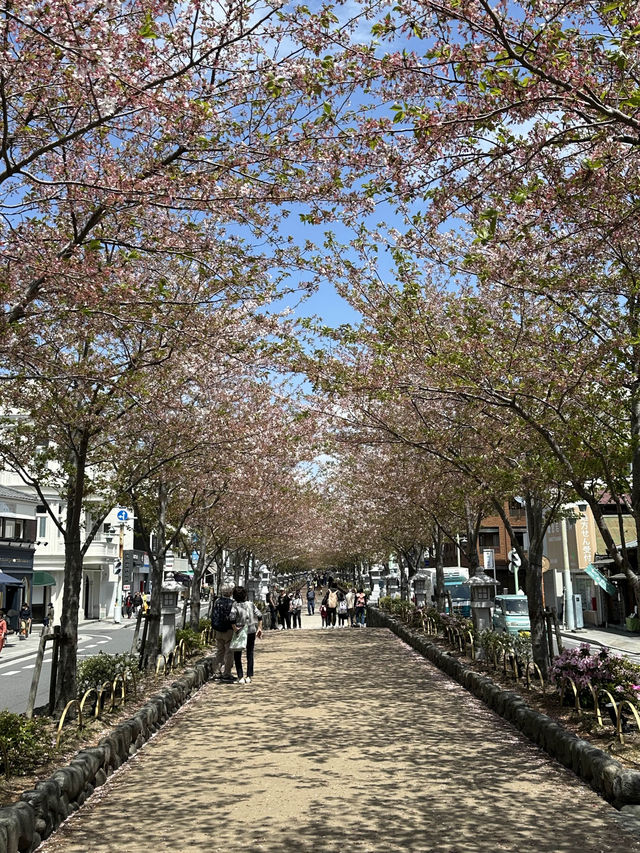 벚꽃과 자연과 함께 🌸 가마쿠라의 봄을 느낄 수 있는 여행지를 추천드려요! 