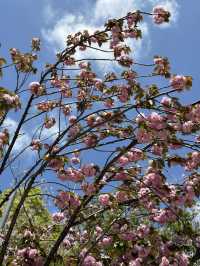 자연의 싱그러움, 분홍 꽃이 만발하고 🌸 나무와 풀의 푸르름이 깃든 🌳 도쿄 봄여행지 추천