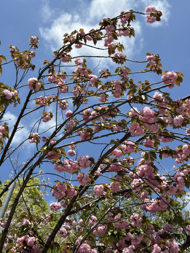 자연의 싱그러움, 분홍 꽃이 만발하고 🌸 나무와 풀의 푸르름이 깃든 🌳 도쿄 봄여행지 추천