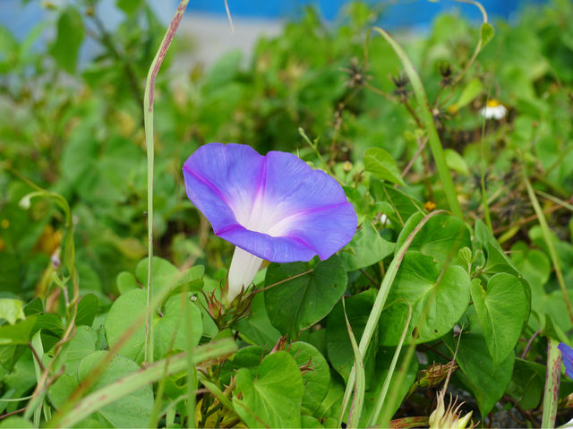 【沖繩】八重瀨町：山、農田、海，日韓春天好去處