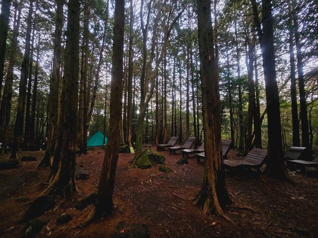 Calming at Seogwipo Forest of Healing