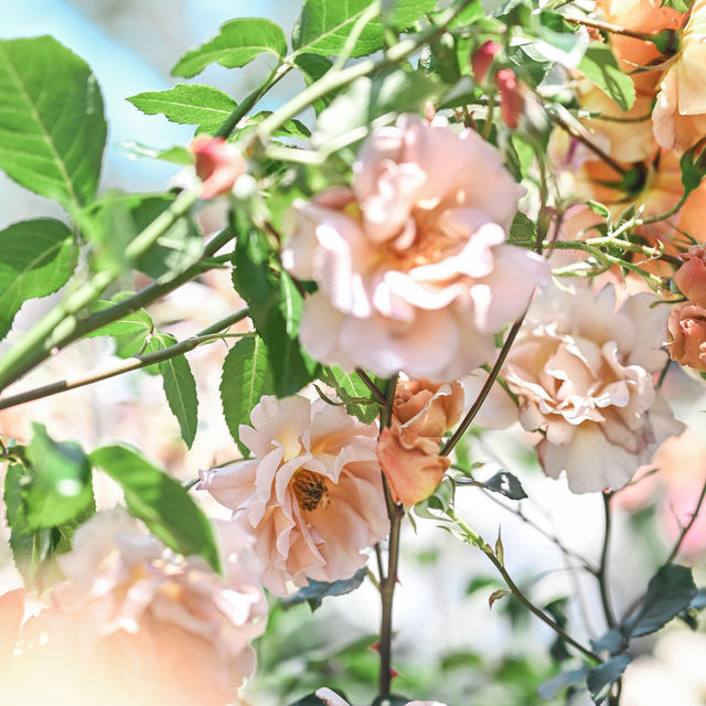 【横浜】バラの咲き誇るイングリッシュガーデン