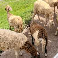 🐑ฟาร์มแกะเข้าฟรีที่นครศรีฯ