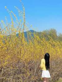 🌼지금 당장 가야하는 하동 개나리 뚝방길🌼