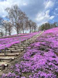 北海道最推薦的芝櫻公園💐