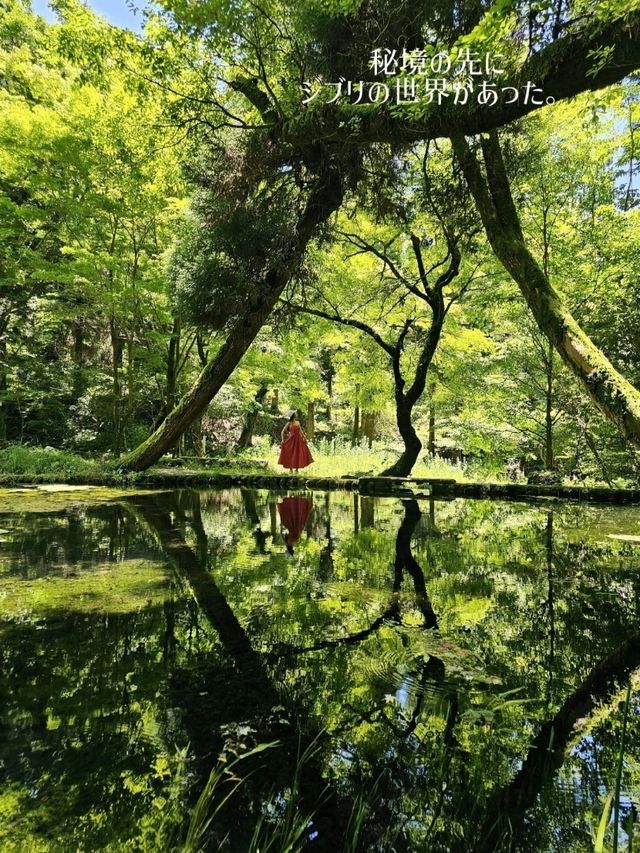【熊本/ジブリの世界】秘境にあった、美しすぎる水源✨️