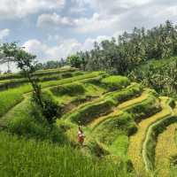 Bali's Emerald Staircase: Unveiling the Beauty of Tegalalang Rice Terraces