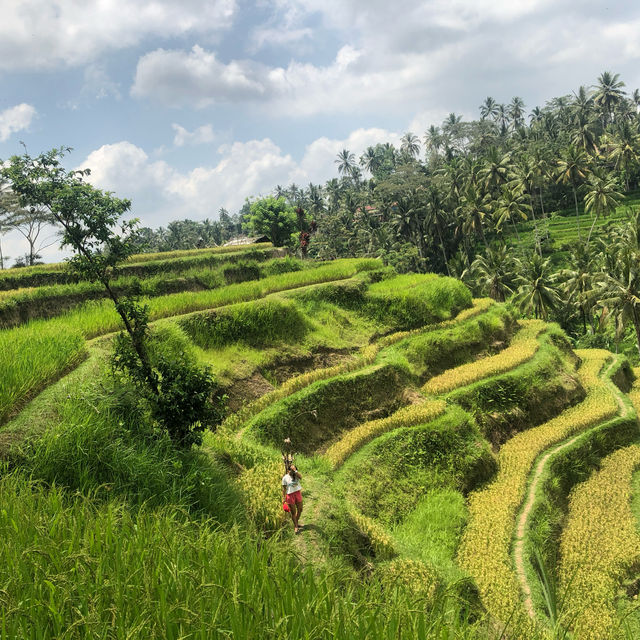 Bali's Emerald Staircase: Unveiling the Beauty of Tegalalang Rice Terraces