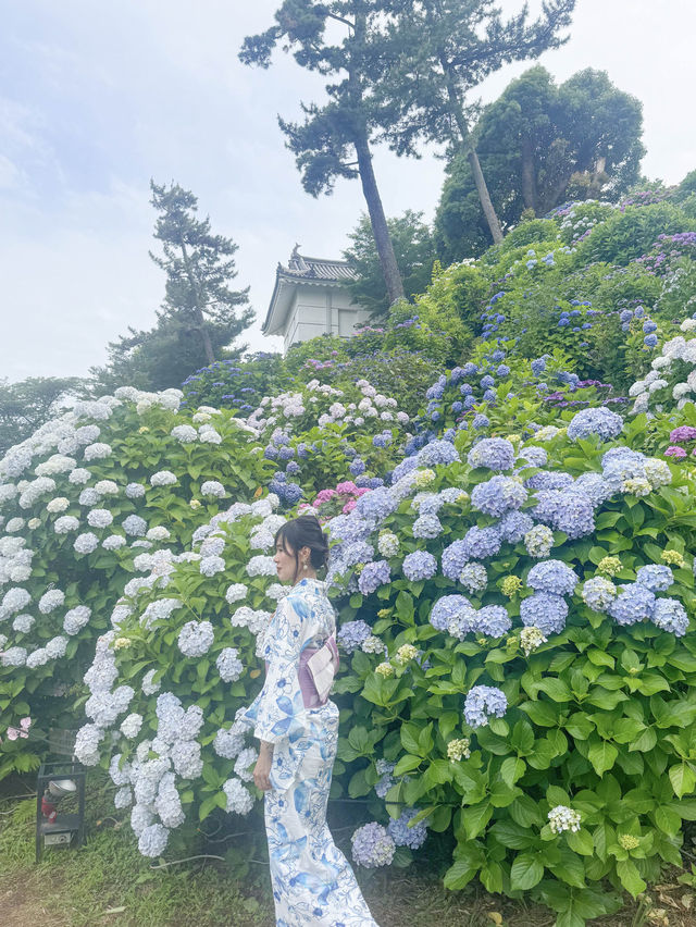 【 神奈川/ 小田原 】お城とあじさい花菖蒲のコラボ