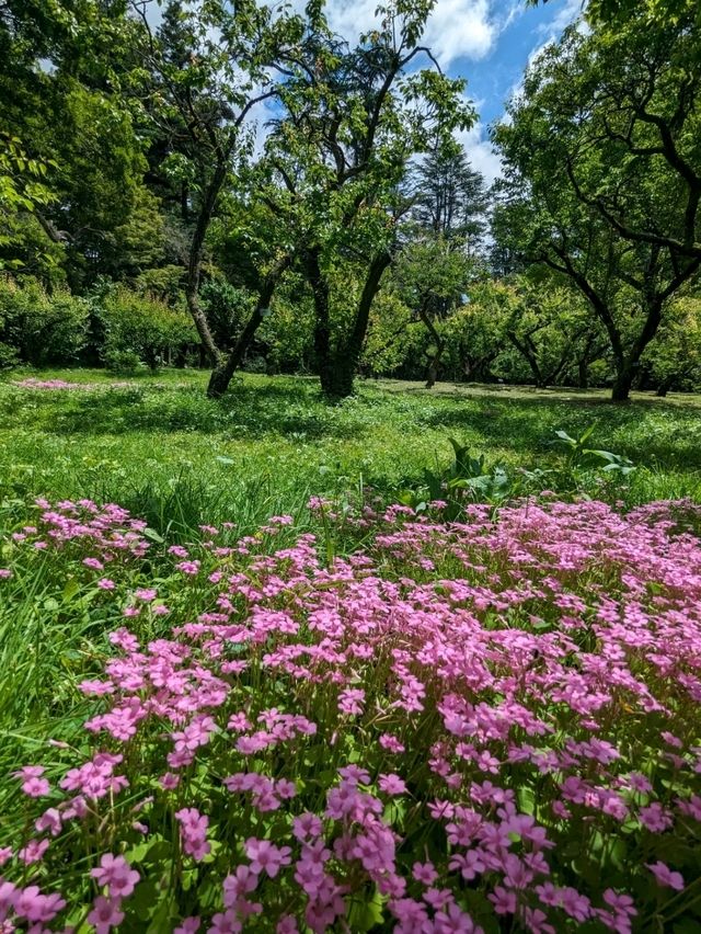 日本京都-賞花踏青的好去處：京都府立植物園
