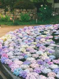 大阪に行ったら行きたい圧巻の紫陽花寺