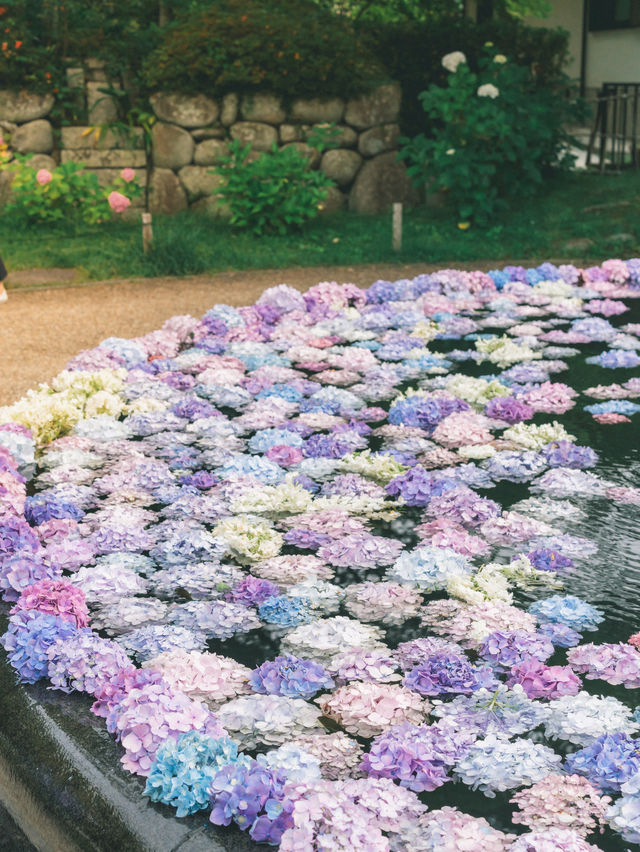 大阪に行ったら行きたい圧巻の紫陽花寺
