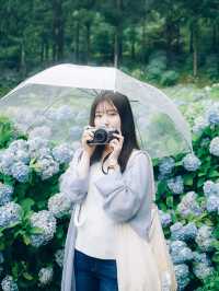 ここ知ってる？？【あじさい池が美しい🫧】日本最大級紫陽花映えスポット🫧