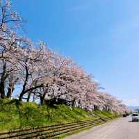 恐竜の街・福井県勝山市・弁天桜へ行こう❣️