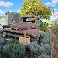 325 ACRES OF RURAL FARMLAND