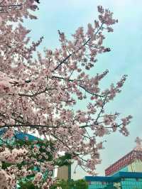 【首爾】韓國廣播系統大樓外的櫻花大道：如有天櫻花正開，沉浸在浪漫的春日氛圍之中