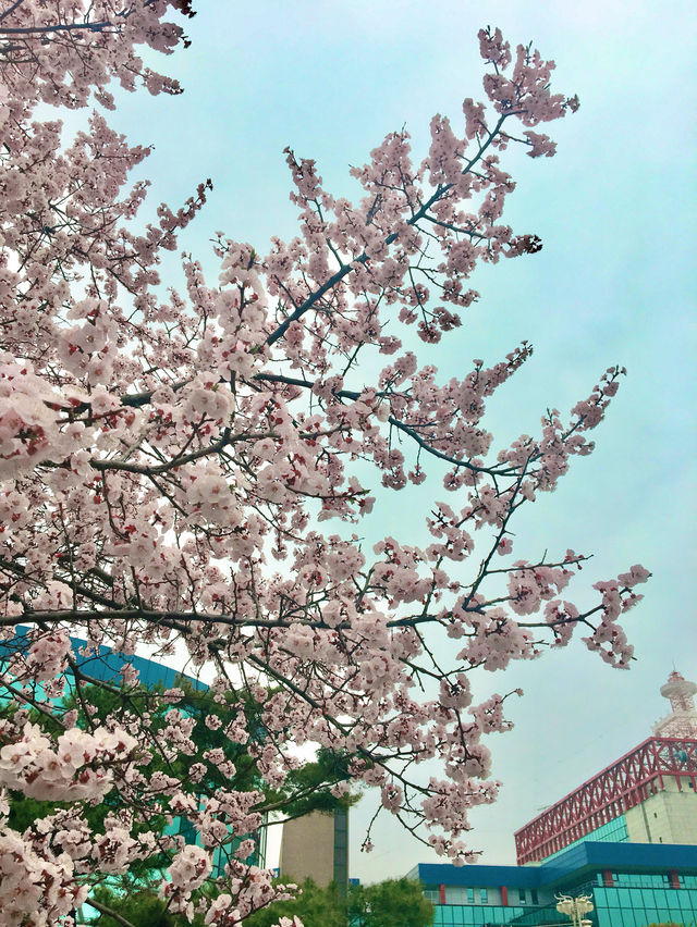 【首爾】韓國廣播系統大樓外的櫻花大道：如有天櫻花正開，沉浸在浪漫的春日氛圍之中