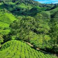 Add Cameron Highland to your holiday wishlist ! 