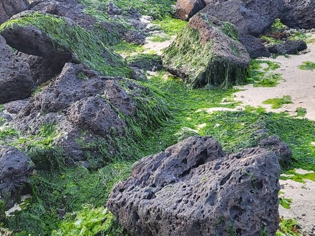 【濟州】犀牛峰海灘：春夏油菜花盛開，特色黑色火山岩灘。適合日落時分