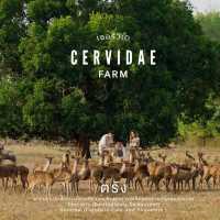  Cervidae trang