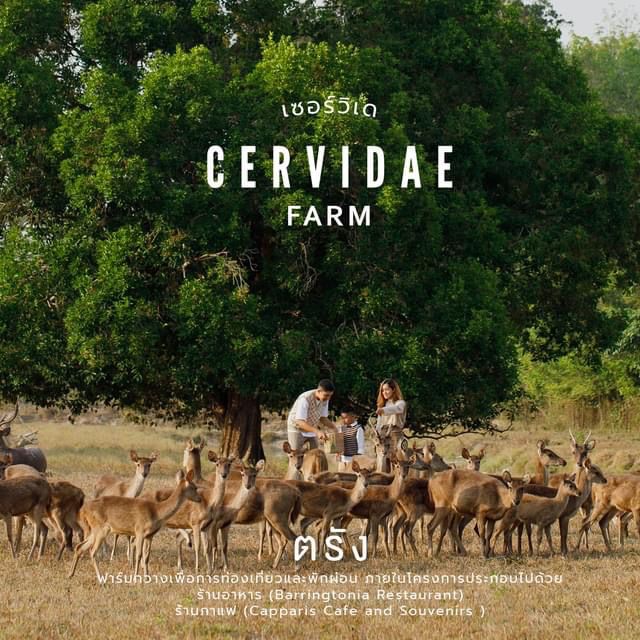  Cervidae trang