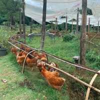 โอบบ์ Farm&Cafe 