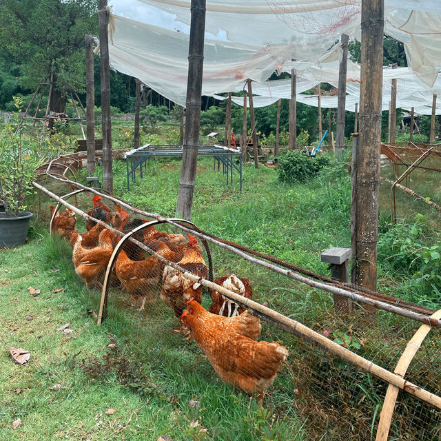 โอบบ์ Farm&Cafe 