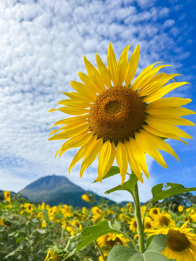 見渡す限りコスモスで埋め尽くされた絶景は何回見ても感動、しまばら火張山花公園