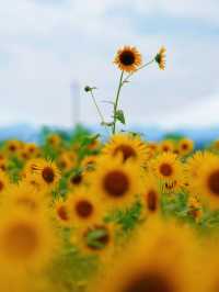 一見の価値あり❣️圧巻のひまわり畑🥰🌻兵庫県小野市🌻