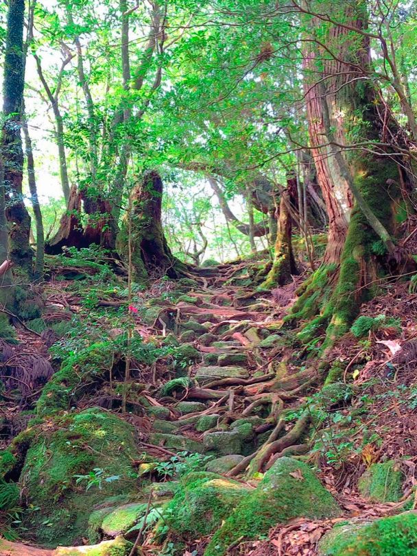 まるでジブリの世界🌿苔むす白谷雲水峡🌿