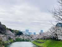 🌸 千島淵公園 - 桜の絶景が広がる春の楽園*🌸