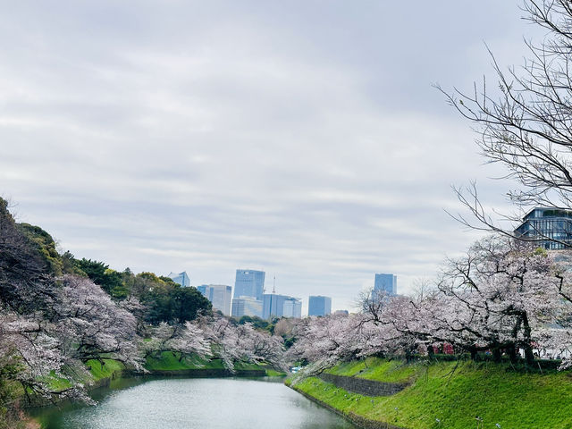 🌸 千島淵公園 - 桜の絶景が広がる春の楽園*🌸