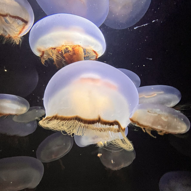 鶴岡駅からバスで40分！『加茂水族館』でクラゲを見る🪼
