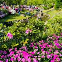 Cherry Blossom Flower Season at YangMingShan Taipei