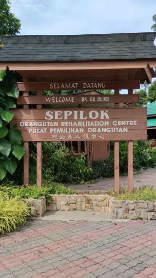 🇲🇾 Sepilok Orang Utan Rehabilitation Centre: Nurturing the Forest's Lost Souls